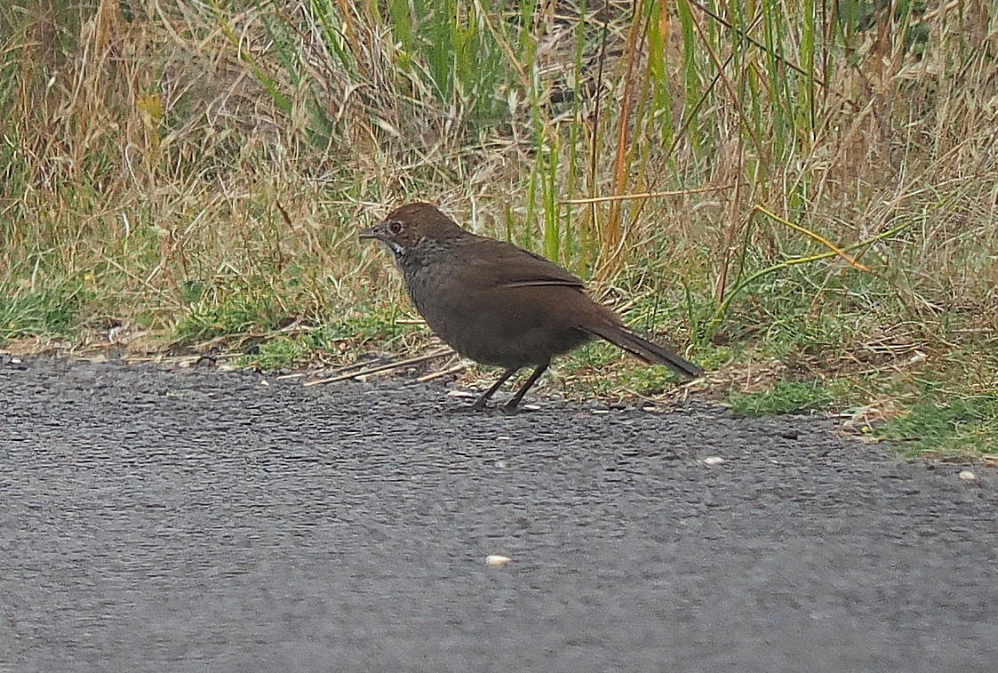 image Rufous Bristlebird